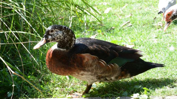 Khaki campbell duck