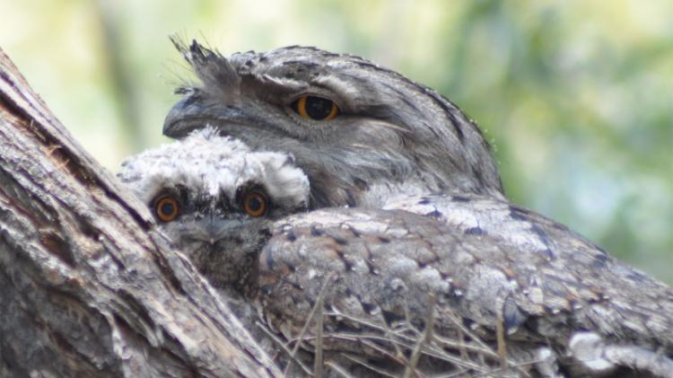 Tawny Frogmouth with chick