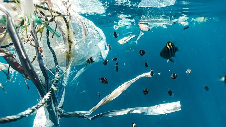 Fish swimming around marine plastic debris in the Indian Ocean