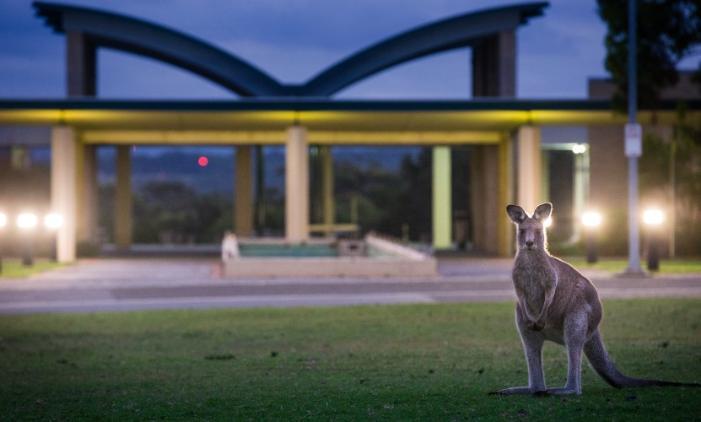 Shoalhaven campus evening kangaroo.