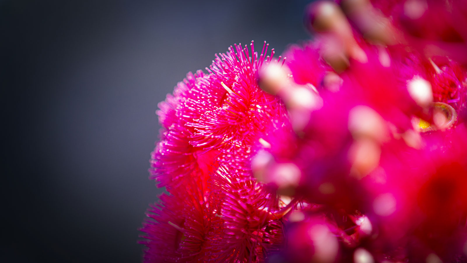 A generic photo of flowers on UOW's Wollongong campus. Photo: Paul Jones