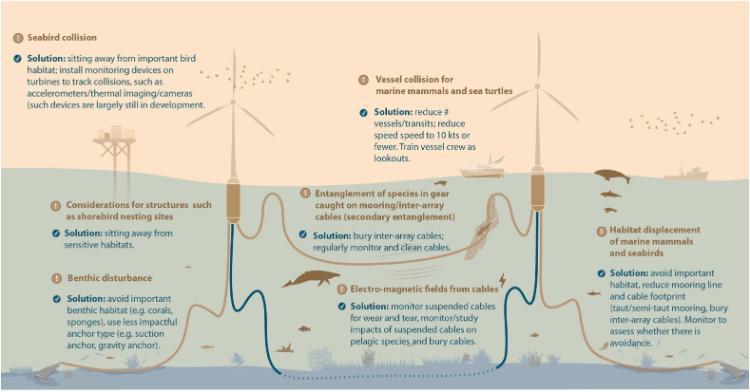 Illustration of the potential impacts posed by floating offshore wind and potential solutions (Maxwell et al. 2022).