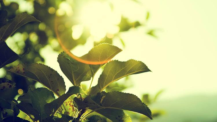 Sun reflecting through dark green leafs
