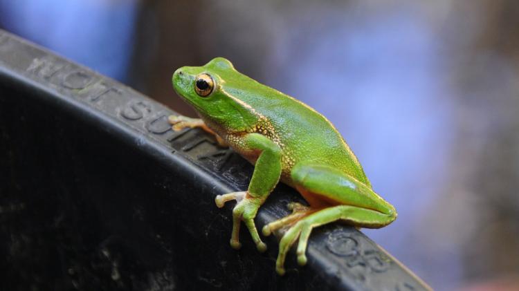 Leaf Green Tree Frog