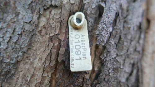 Tree with the Arbor Plan tag and number