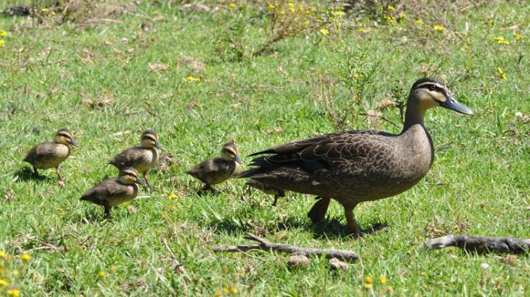 Black duck with chicks