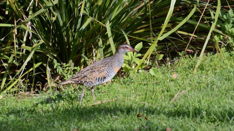 Image of a Buff banded rail