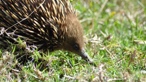 Echidna are often seen wandering at Wollongong campus