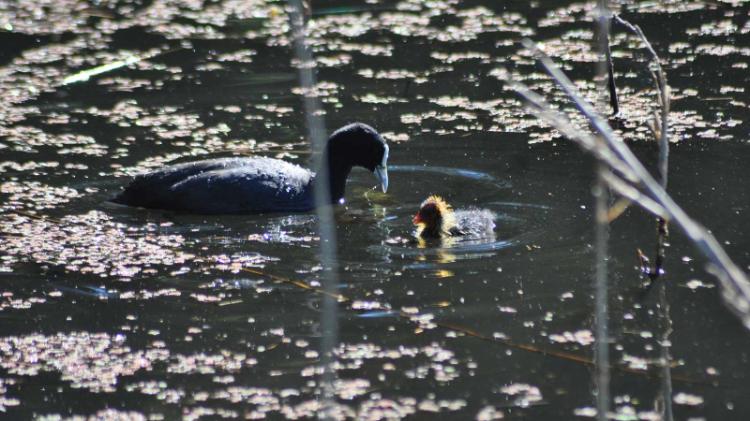 Eurasian coot with chick