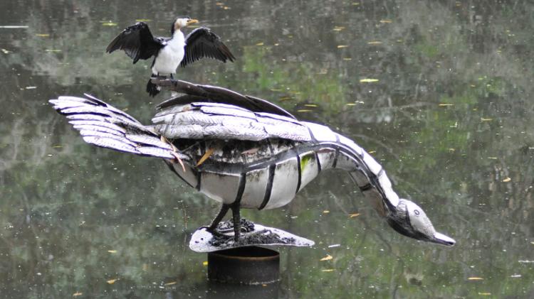 Little pied cormorant on the duck sculpture in the duckpond
