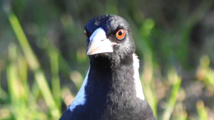 Close up picture of a magpie