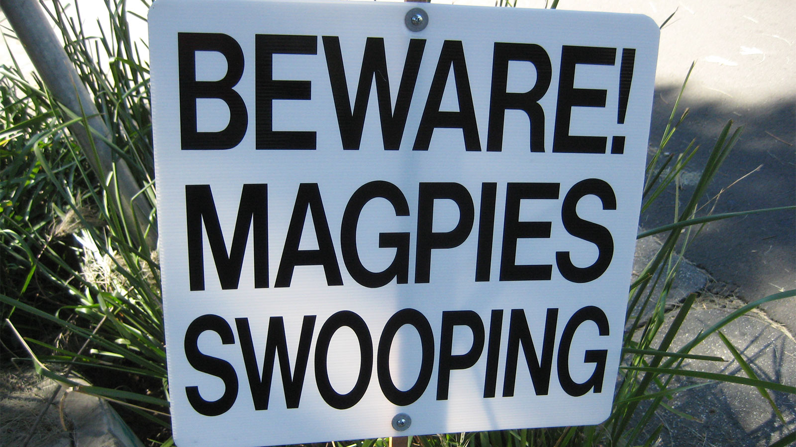 Beware magpies swooping sign