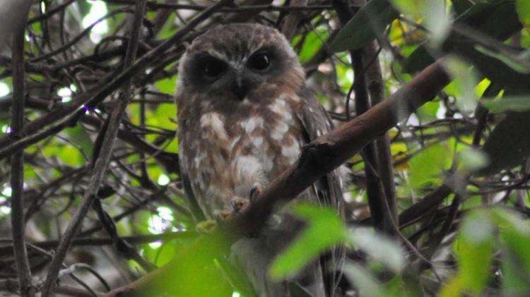 Southern boobook owl