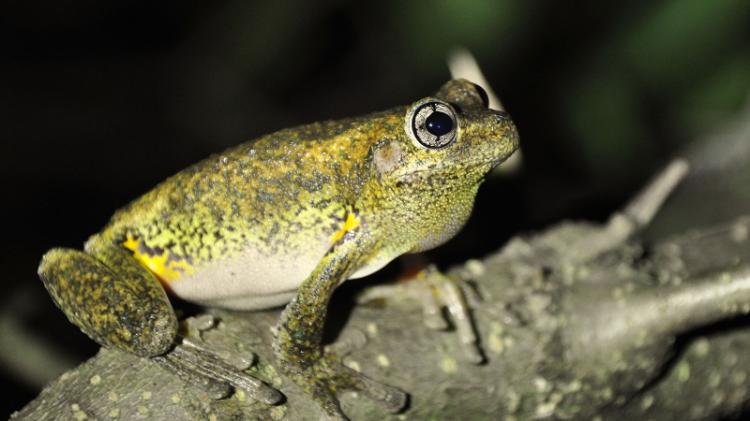 Peron's Tree Frog