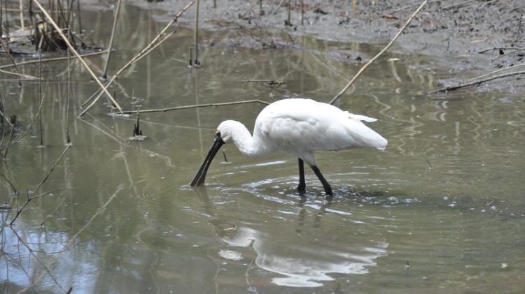 royal spoonbill feeding in the ponds