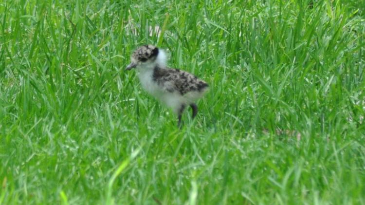 Spurwinged plover chick