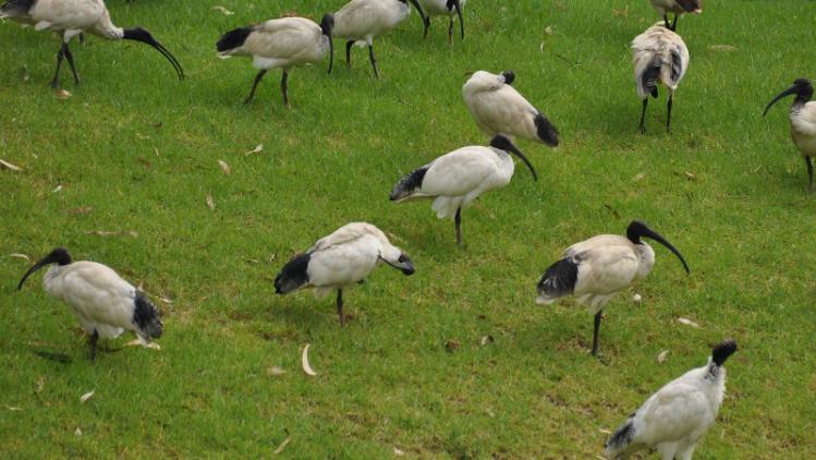 flock of white ibis grazing on the lawn