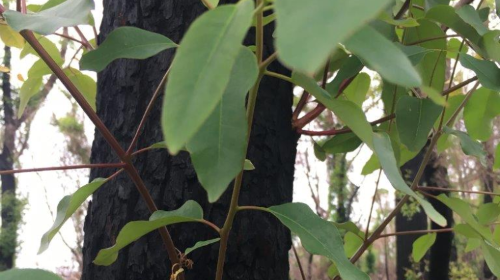 Image of a tree and green leaves, regrowth.