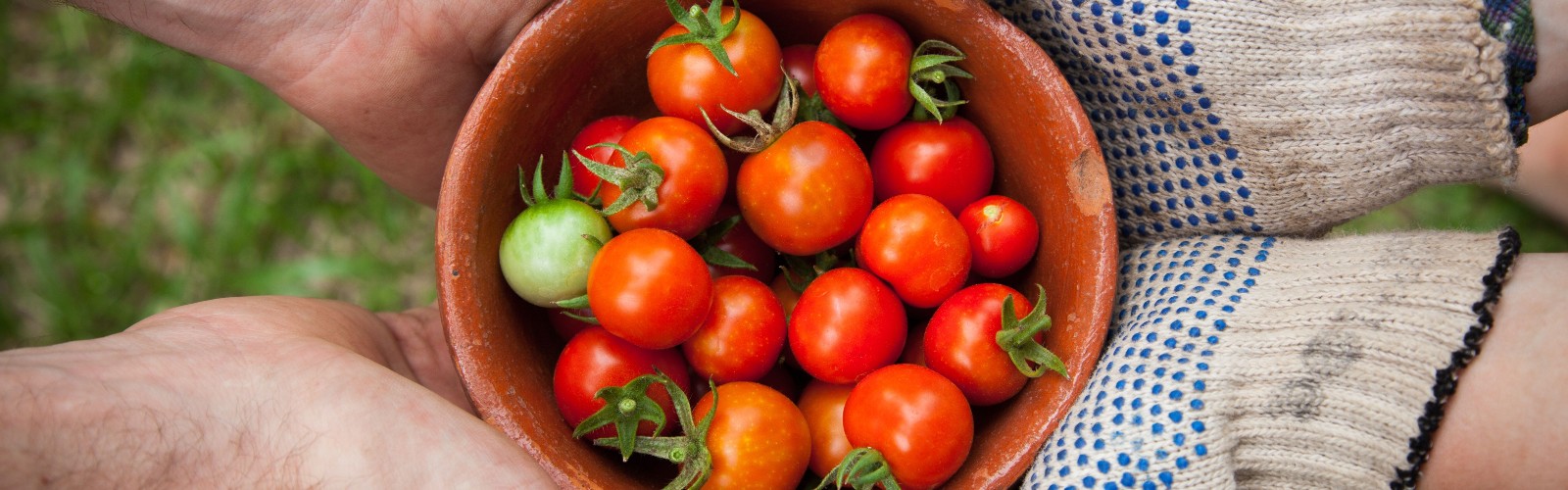 Red Tomatoes and one green Tomatoes in a bowl. The bowl is being handed to another person wearing grey gardening gloves.
