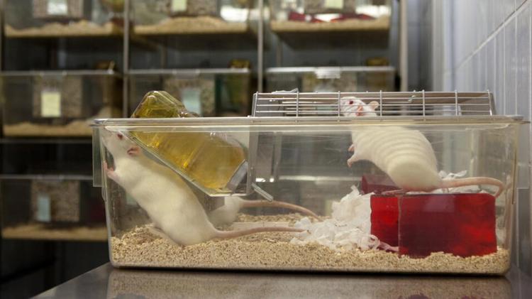 Rats in a cage in a lab