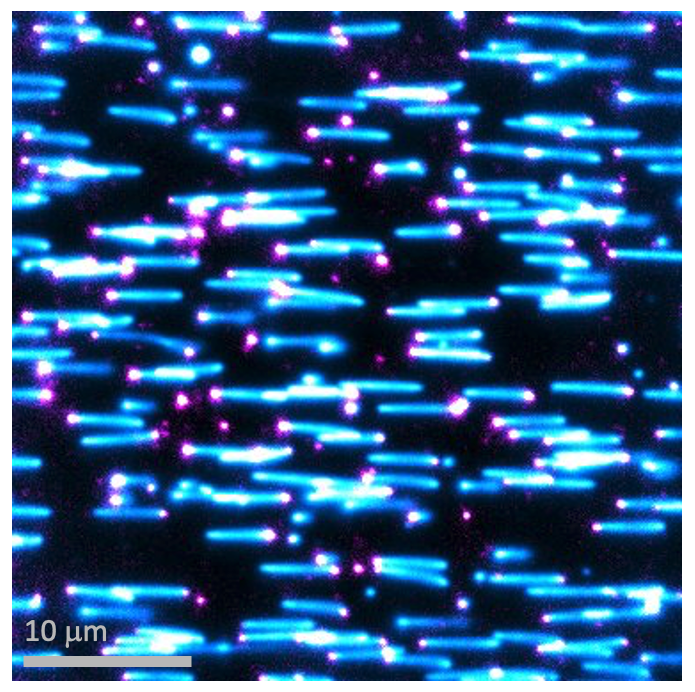 Microscopy image showing individual linear DNA templates undergoing replication (blue). The magenta spots are fluorescently labelled replication proteins.