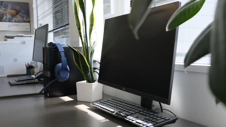 Two desktop monitors and keyboards on a  table bench with long leafy plants