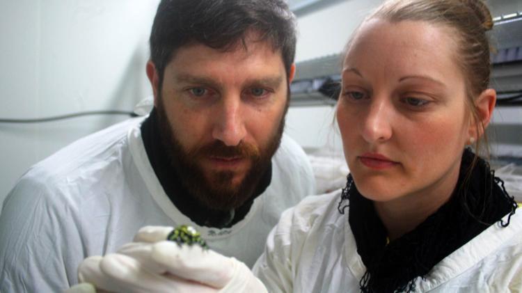 2 researchers lookin at a frog