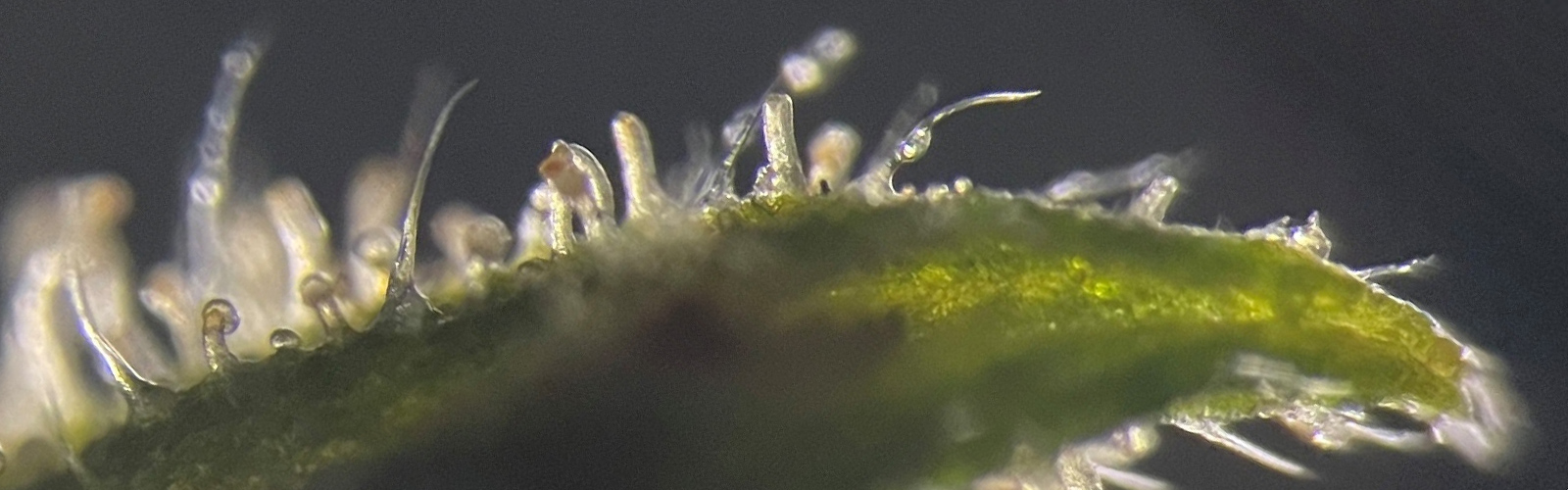 MicroWorld image competition winner 2021 - Cannabis-trichomes under microscope