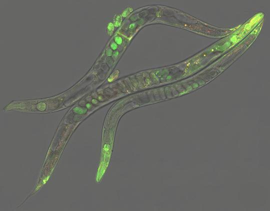 Spatiotemporal autophagy regulation in Caenorhabditis elegans expressing mCherry::gfp::lgg-1 during starvation