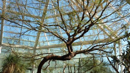 Conservatory tree growth branches out