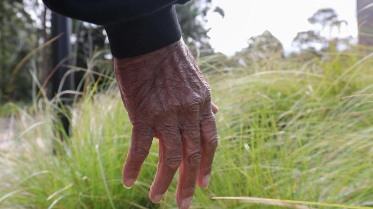 Indigenous Elder runs his hand through tall grass while walking through it