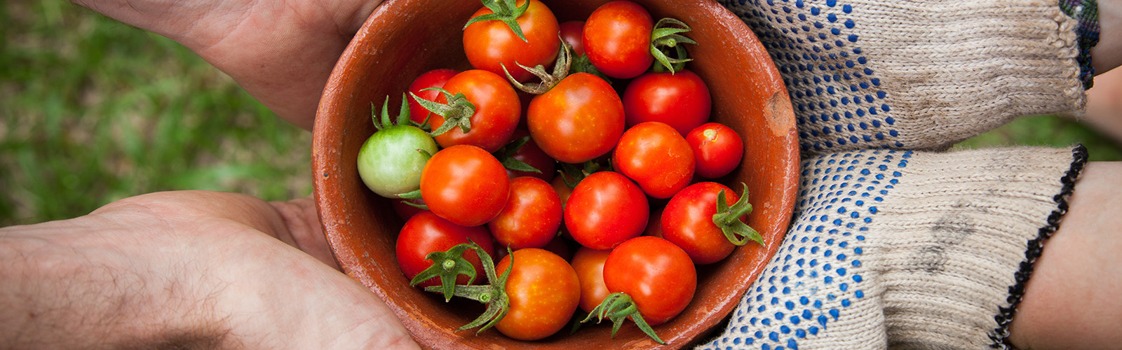 Bowl of tomatoes held in hands of gardeners 