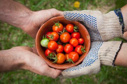 Tomatoes in bowl held by gardeners