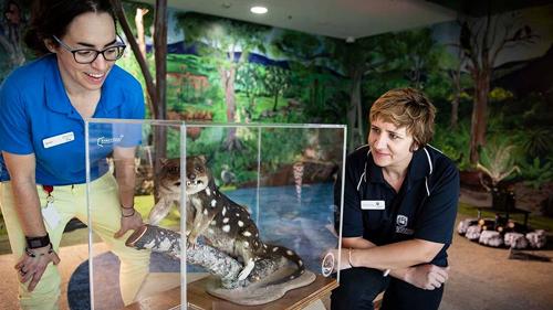 Early Staff crew looking at a taximdermied spotted-tail quoll in glass case.