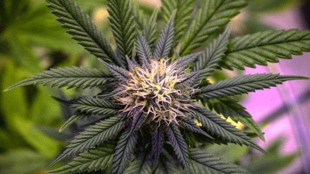 Image of cannabis plant