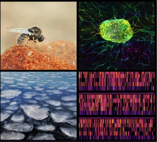 Four images bee, science and art