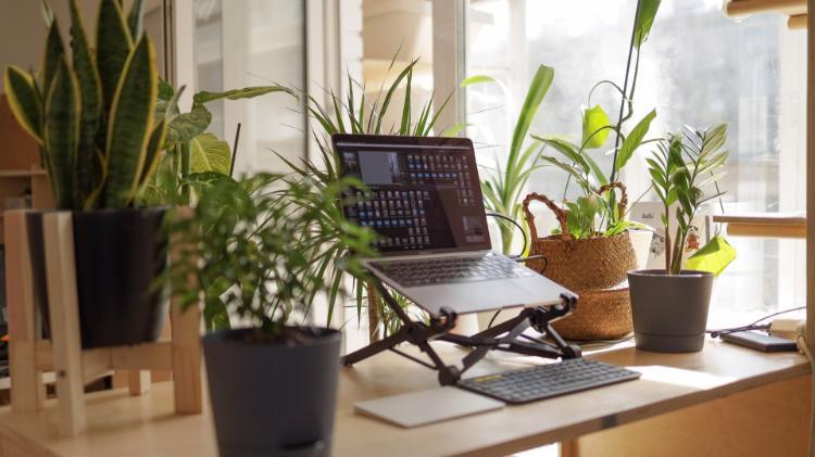 Laptop on stand standing on a desk, surrounded by plants in pots.