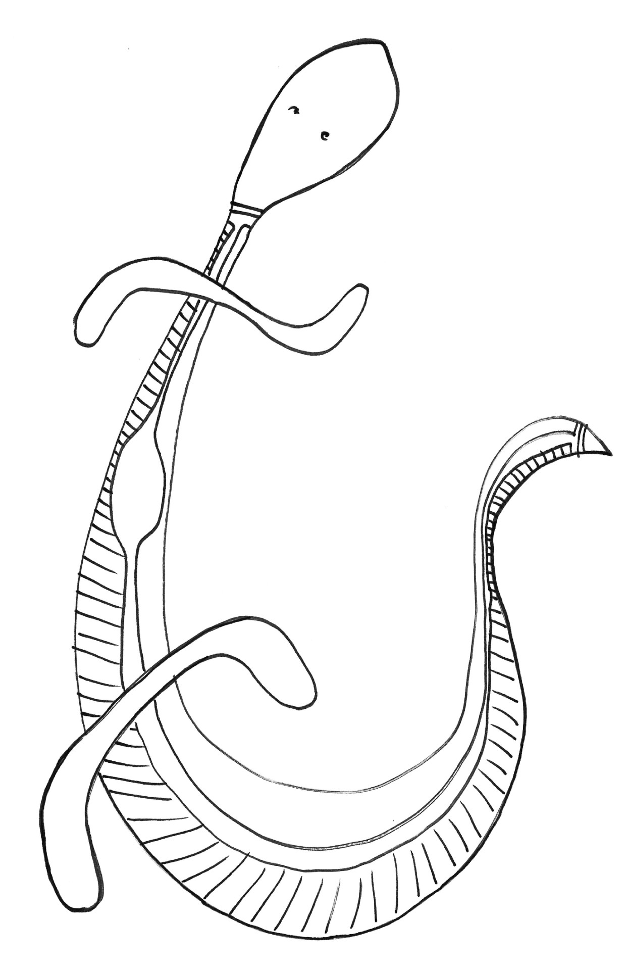line drawing illustration of a lizard in motion viewed from above