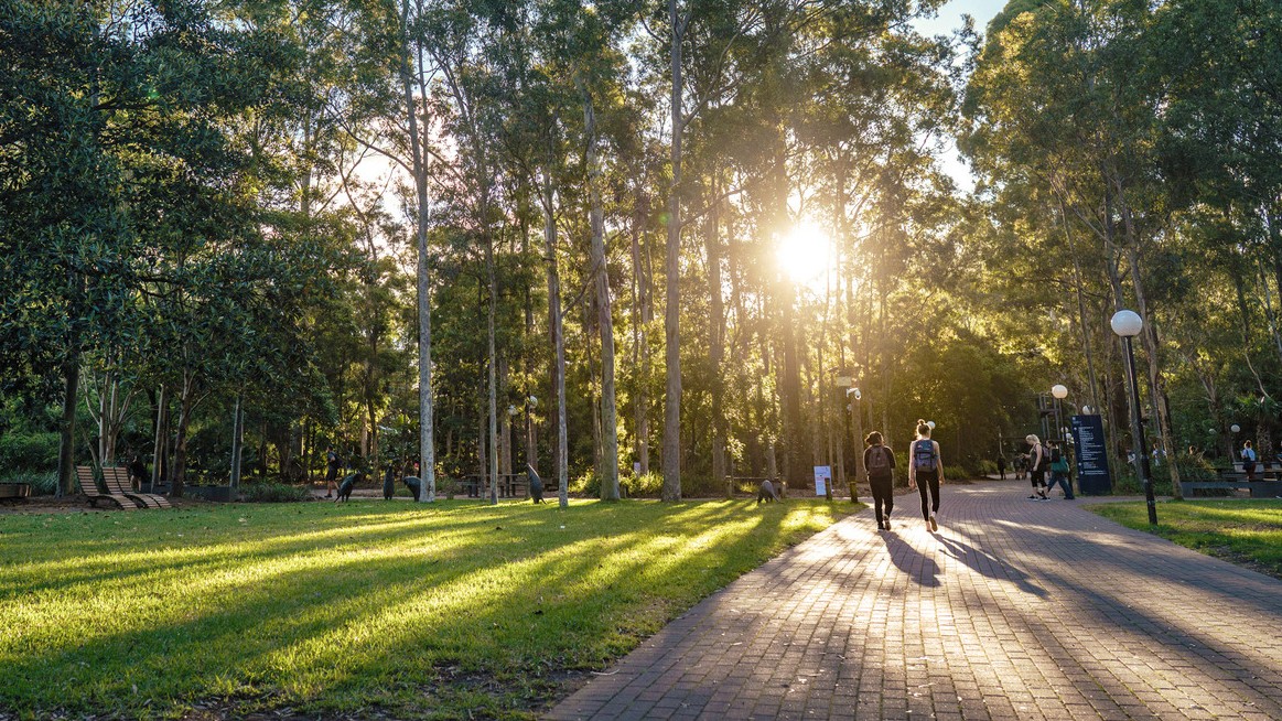 Trees with sun shining through.