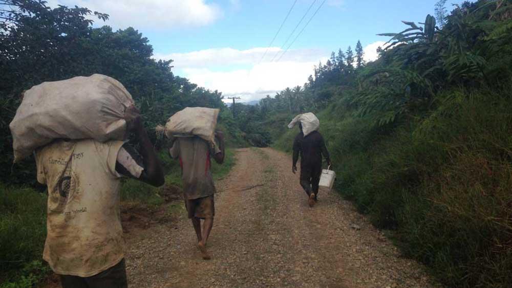 Early morning cassava harvest in Lutu, Fiji