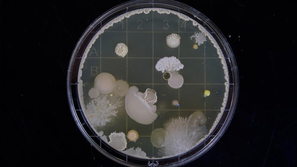 Bacteria