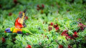 A bird flying through the bushes at the Wollongong Botanic Gardens