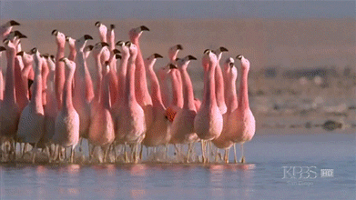 A group of flamingos walking through water