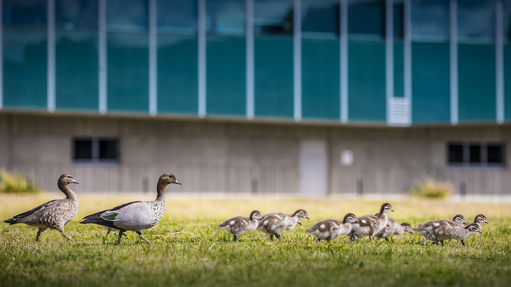 Ducks on campus