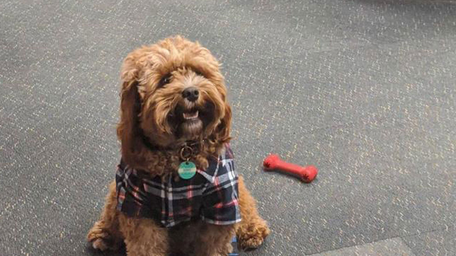 Bobby the cavoodle at Student Central