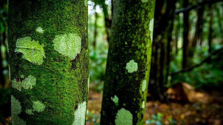 Covid Bushwalks - tree trunks covered in green moss