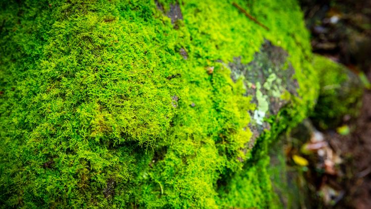 A rock covered in bright green moss.