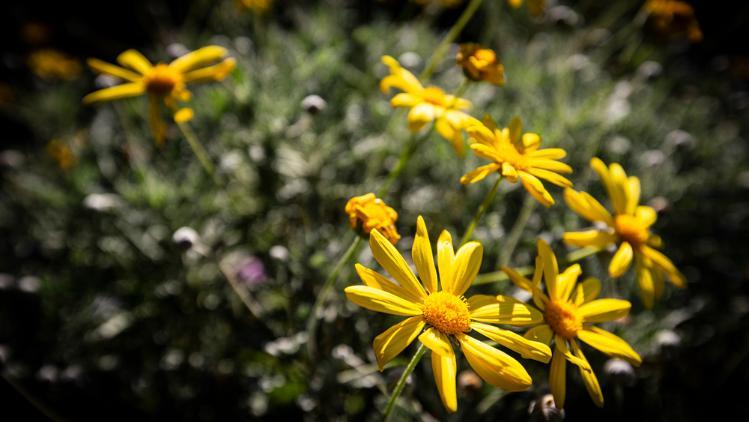 Yellow flowers amongst the green grass.