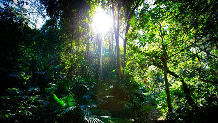 The sun shines through tall trees in the rainforest.