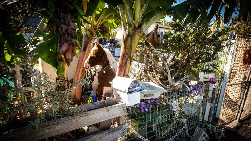 Unique Illawarra front yards during Covid lockdown 2021